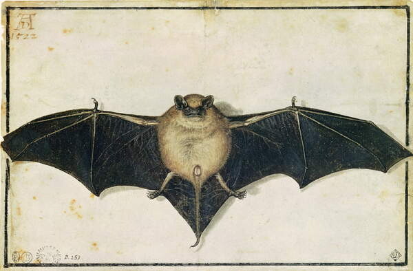 Плакат Bat, 1522