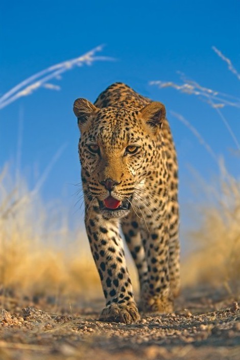 Poster Leopard - african
