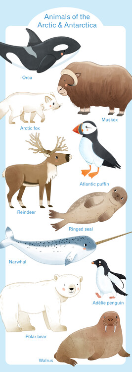 Плакат Animals of the Antartic