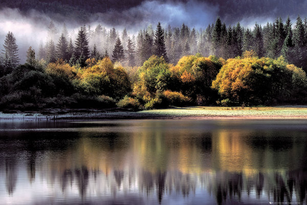 Poster Forest - autumn lights