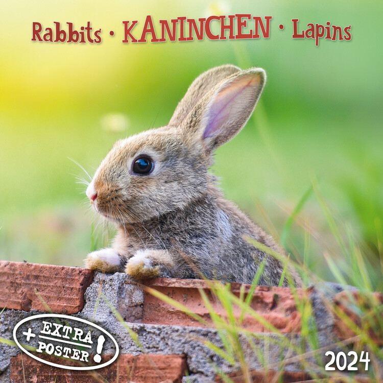 Calendar 2027 Rabbits
