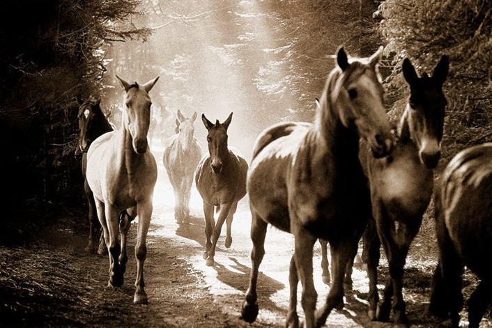 Poster Wild horses