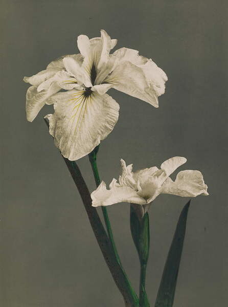 Плакат Iris Kaempferi, 1896