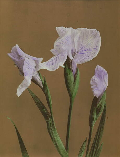 Плакат Iris Kaempfer, 1896