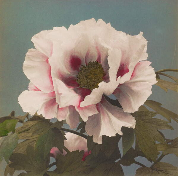 Плакат Tree Paeony, 1896