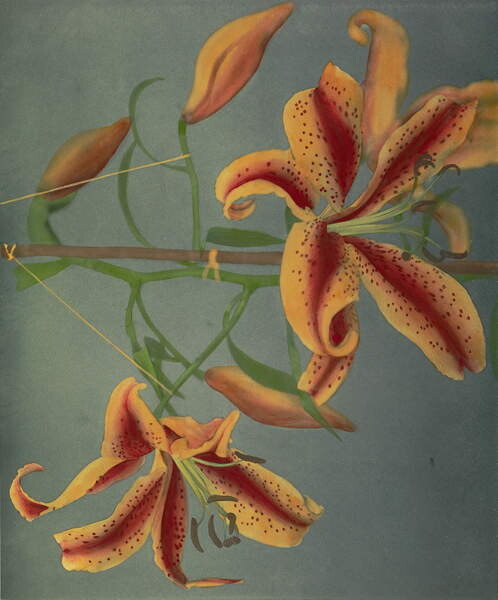 Принти на полотні Lily, 1896