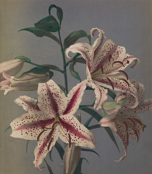 Poster Lily, 1896