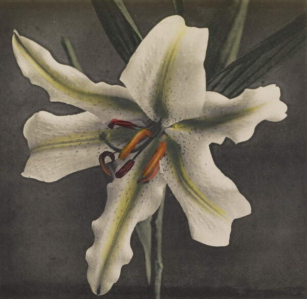Плакат Lily, 1896