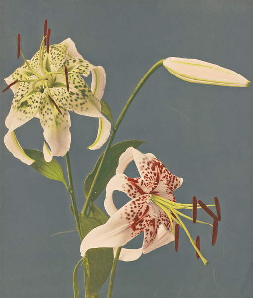Принти на полотні Lilies, 1897