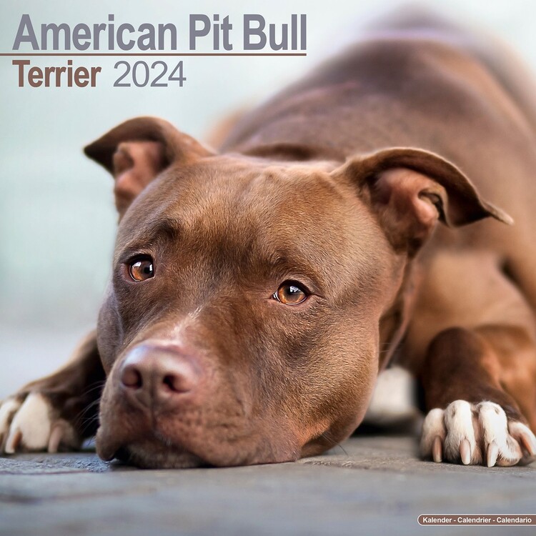 Ημερολόγιο 2027 American Pit Bull Terrier