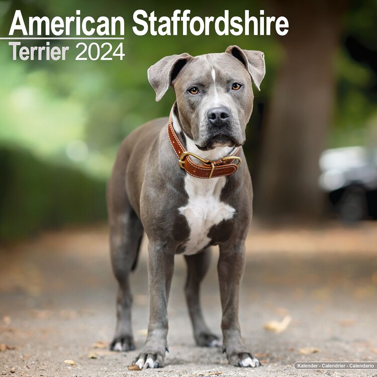 Календар 2027 American Staffordshire Terrier