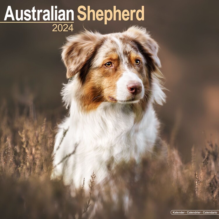Ημερολόγιο 2027 Australian Shepherd