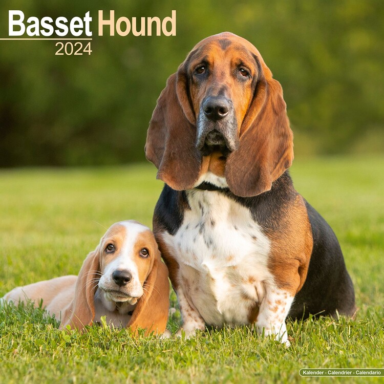 Ημερολόγιο 2027 Basset Hound