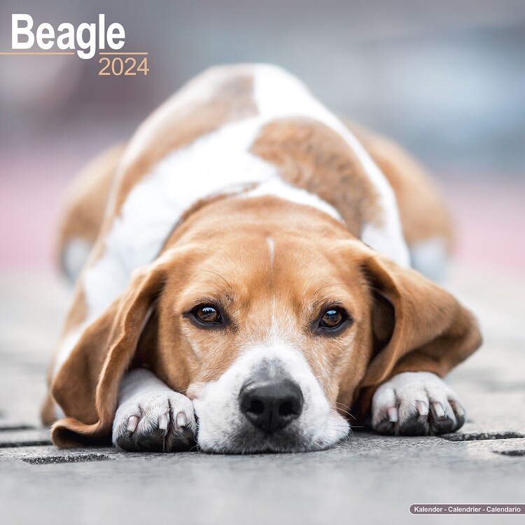 Календар 2027 Beagle