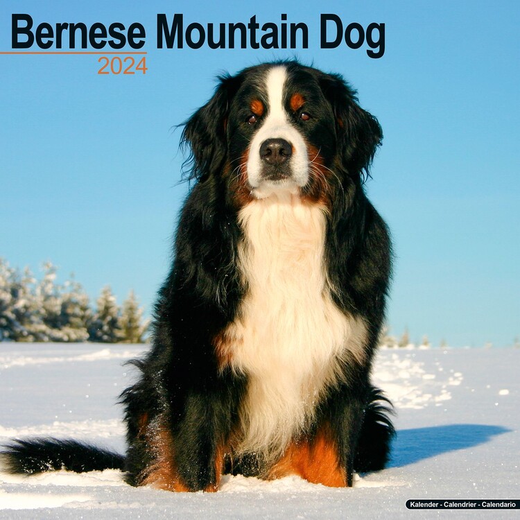 Ημερολόγιο 2027 Bernese Mountain Dog