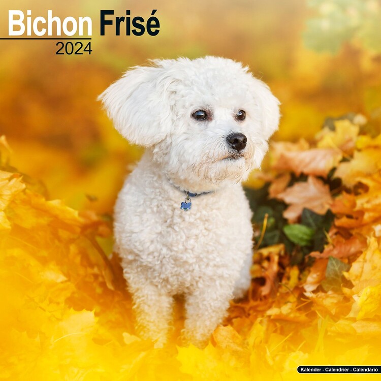 Календар 2027 Bichon Frise