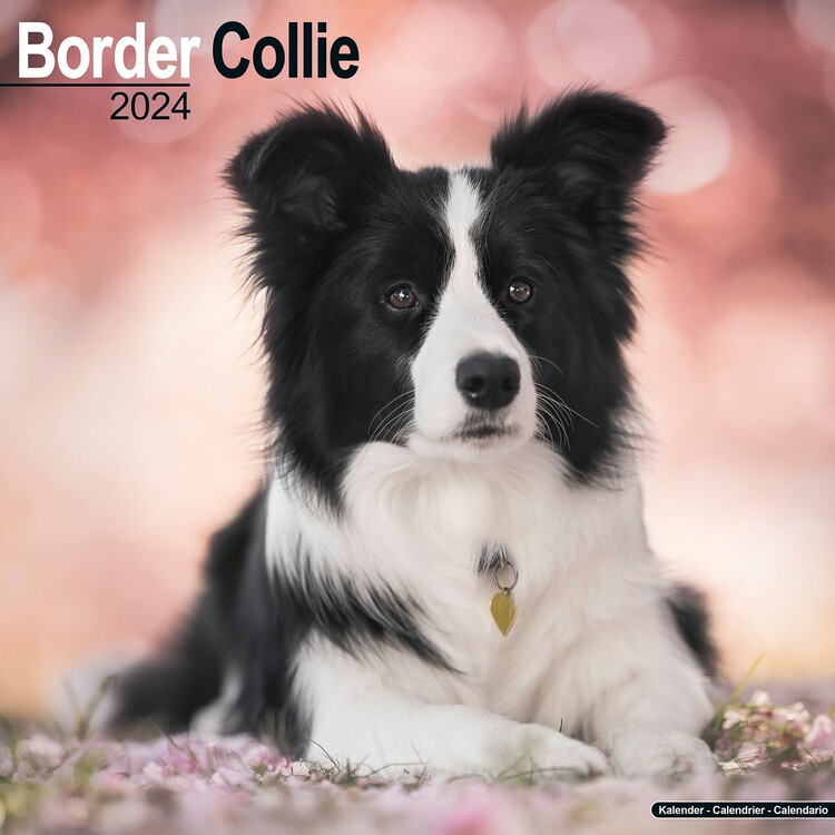 Kalenteri 2027 Border Collie