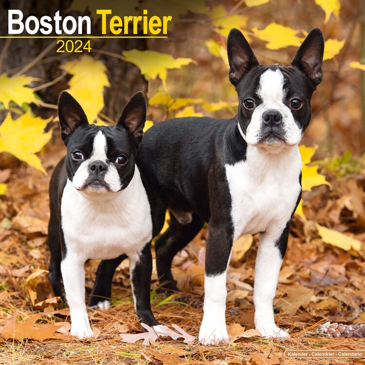 Ημερολόγιο 2027 Boston Terrier