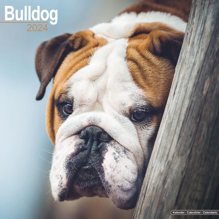 Calendar 2027 Bulldog