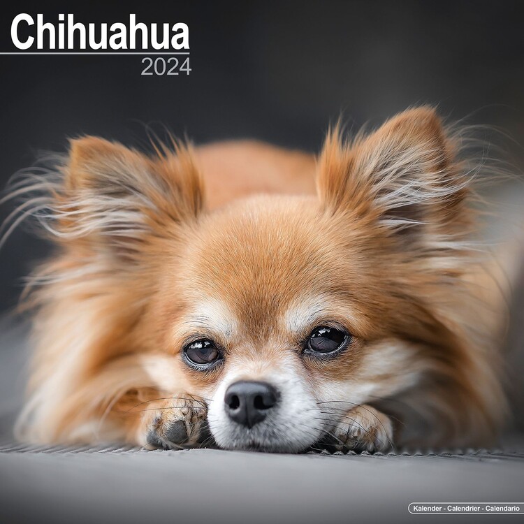 Kalenteri 2027 Chihuahua