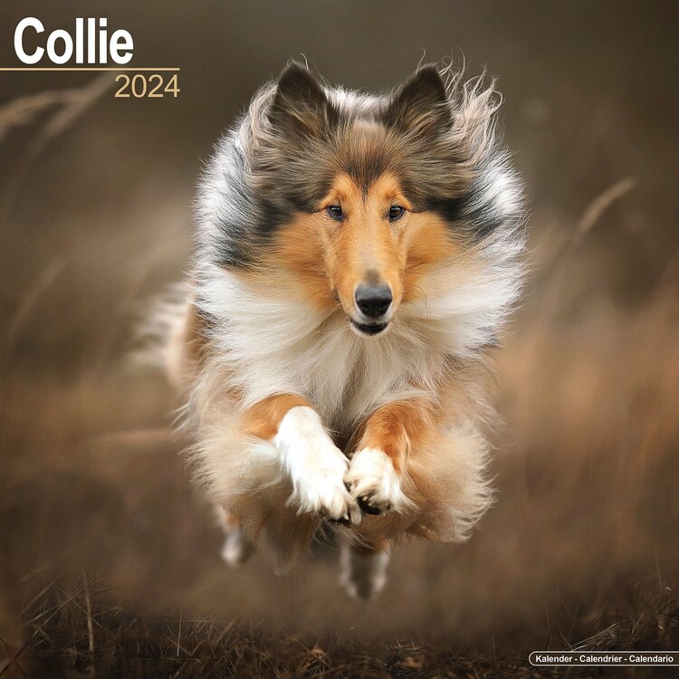 Calendar 2027 Collie