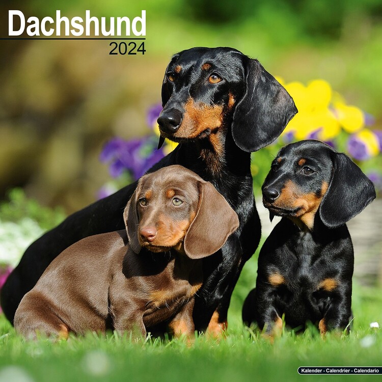 Calendar 2027 Dachshund