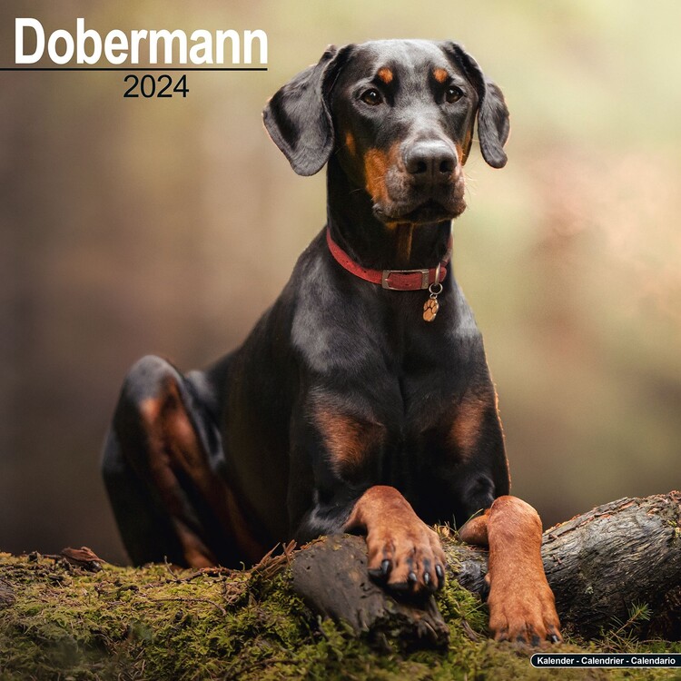 Calendar 2027 Dobermann