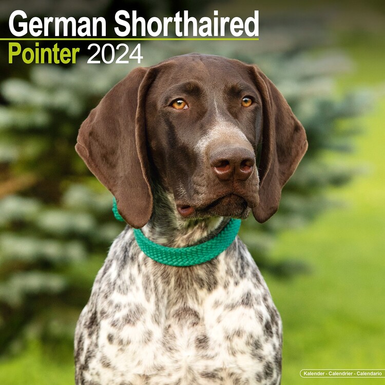 Kalenteri 2027 German ShortHair Pointer