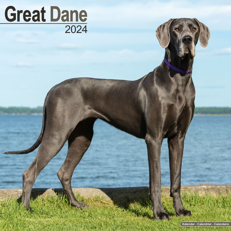 Календар 2027 Great Dane
