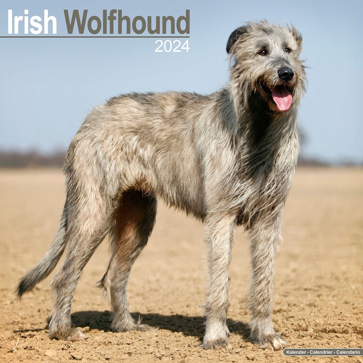 Ημερολόγιο 2027 Irish Wolfhound