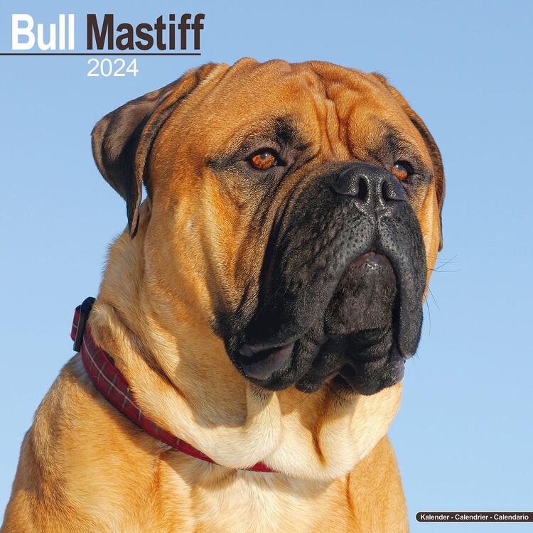 Ημερολόγιο 2027 Bull Mastiff