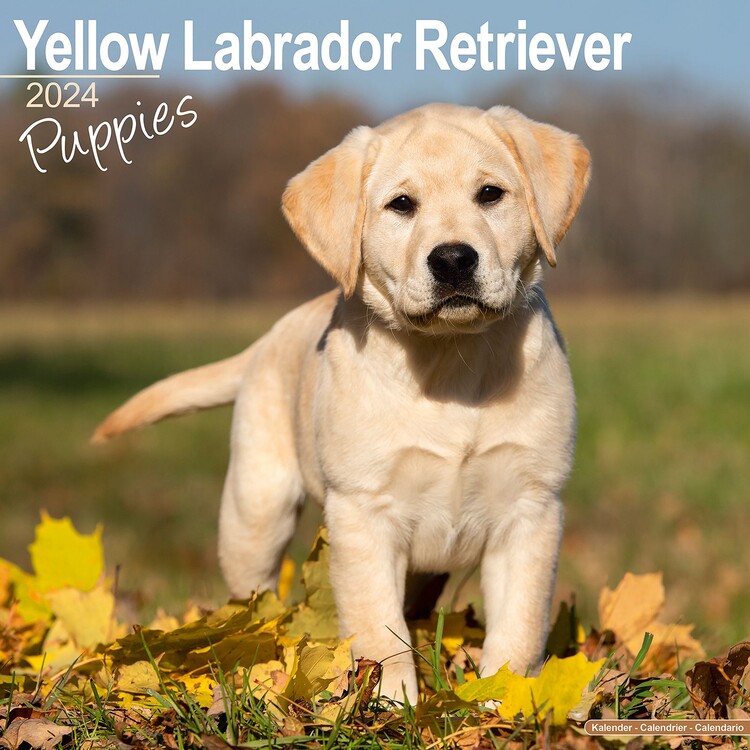 Ημερολόγιο 2027 Yellow Labrador Puppies