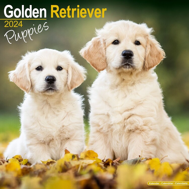 Календар 2027 Golden Retriever Puppies