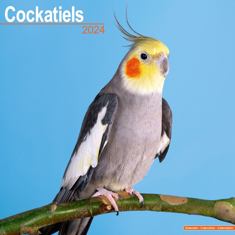 Kalenteri 2027 Cockatiels