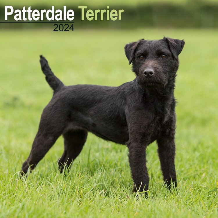 Календар 2027 Patterdale Terrier