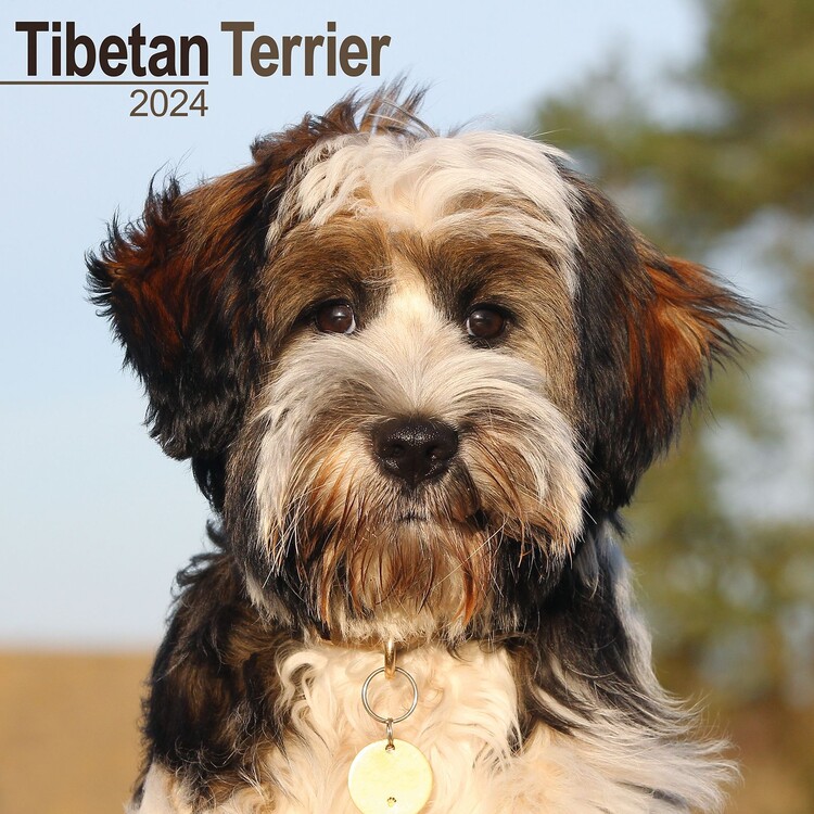 Kalenteri 2027 Tibetan Terrier
