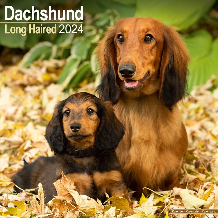 Calendar 2027 Longhaired Dachshund