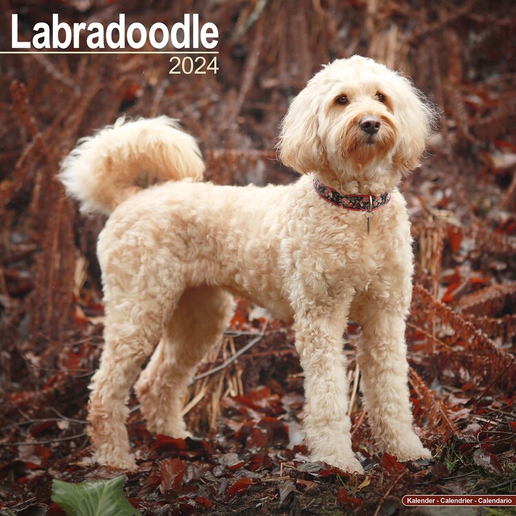 Calendar 2027 Labradoodle