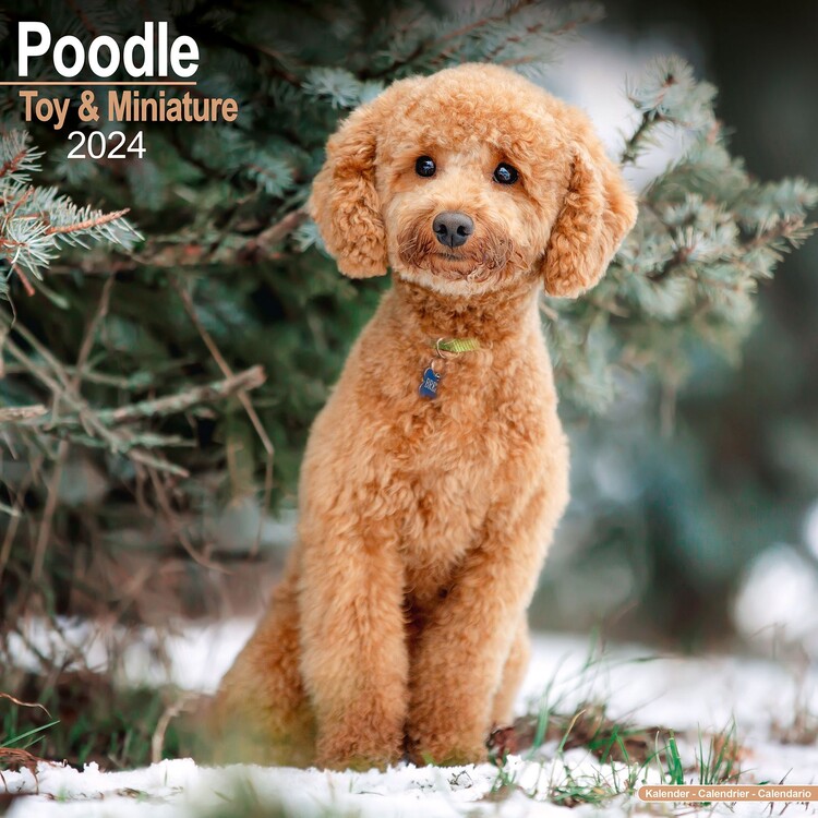 Календар 2027 Poodle (Toy & Miniature)