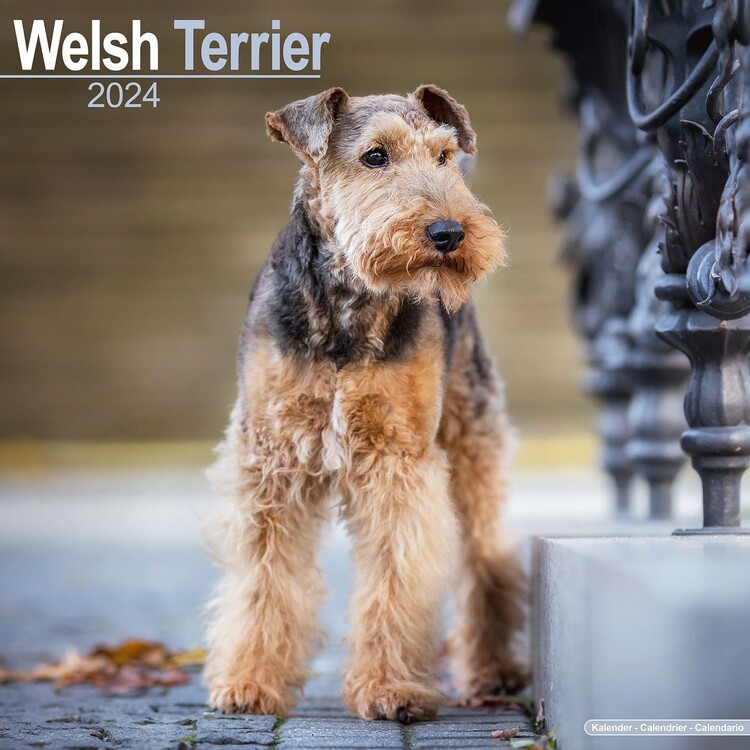 Calendar 2027 Welsh Terrier