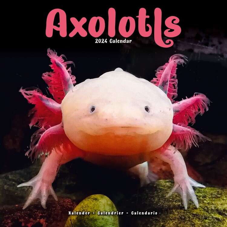 Calendar 2027 Axolotls