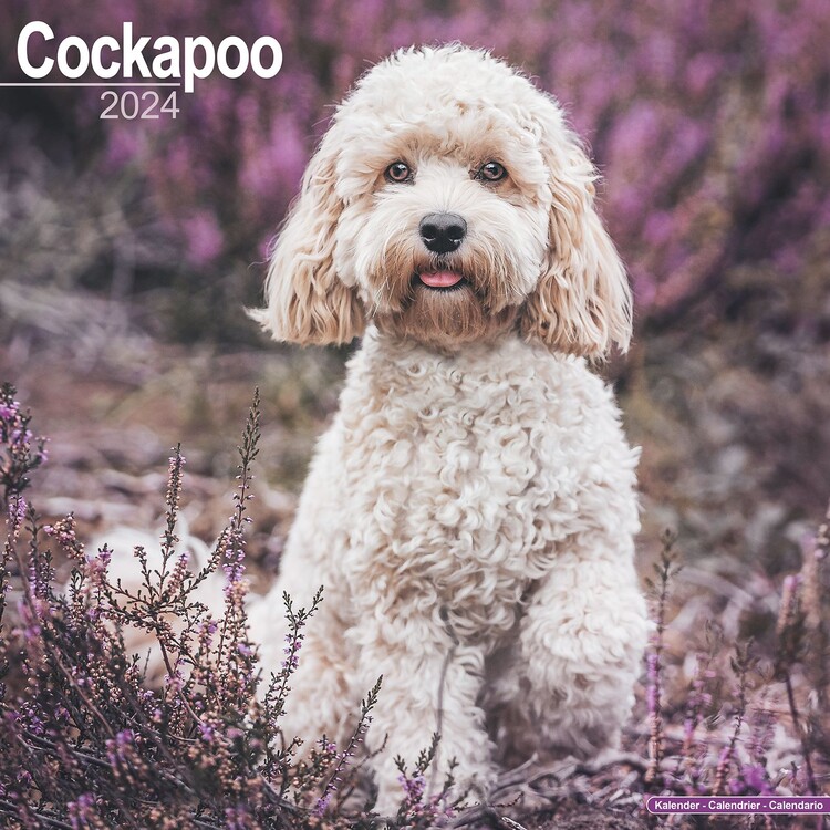 Kalenteri 2027 Cockapoo
