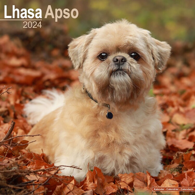 Kalenteri 2027 Lhasa Apso