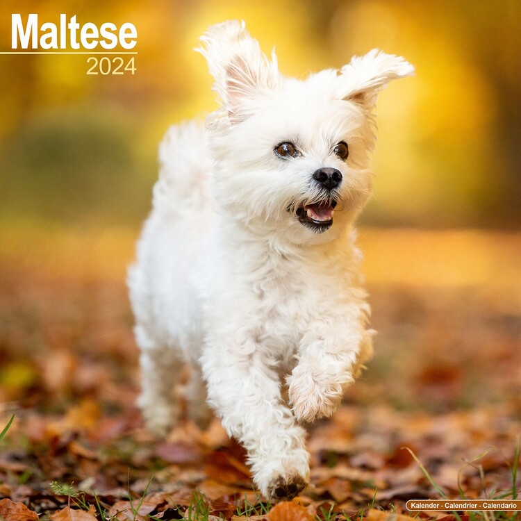 Calendar 2027 Maltese