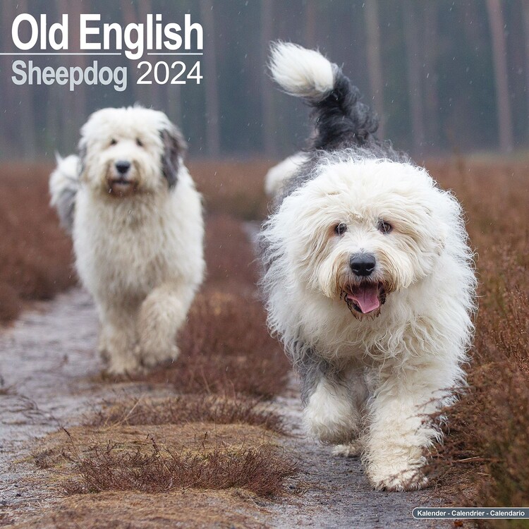 Календар 2027 Old English Sheepdog