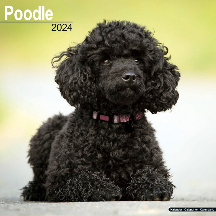 Календар 2027 Poodle