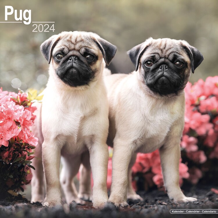 Calendar 2027 Pug