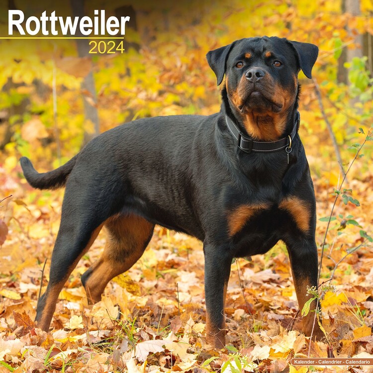 Календар 2027 Rottweiler