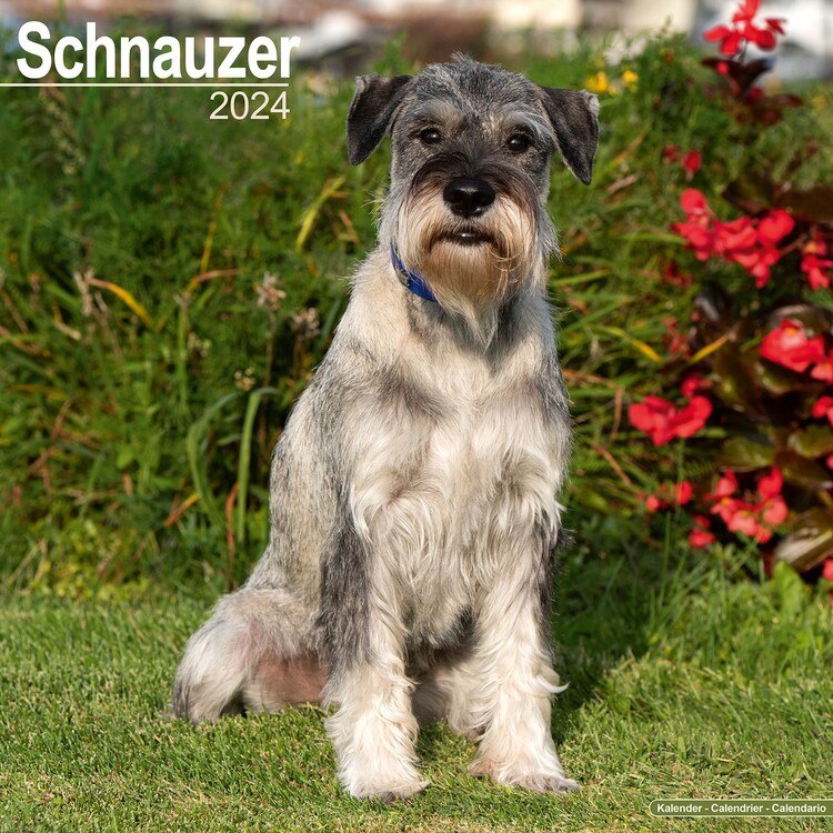 Ημερολόγιο 2027 Schnauzer