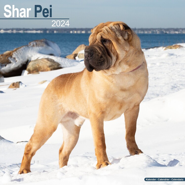Calendar 2027 Shar Pei